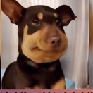 李楚萱