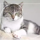 Euclid